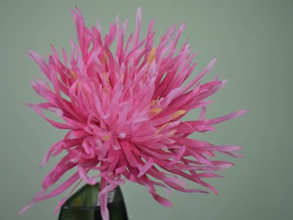 Chrysant licht Roze