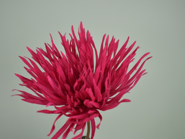 Chrysant Roze