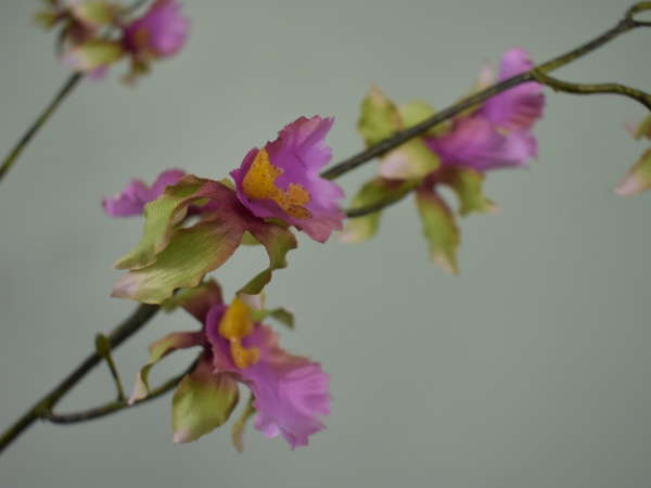 Orchidee tak roze/groen